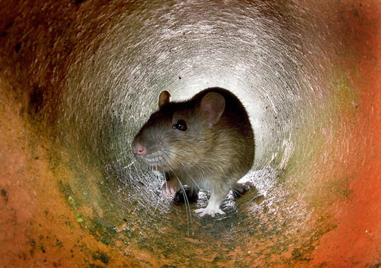 Orkin clasificó las regiones metropolitanas según el número de nuevos tratamientos para roedores realizados desde el 15 de septiembre de 2019 hasta el 15 de septiembre de 2020. Esta clasificación incluye tanto tratamientos residenciales como comerciales.