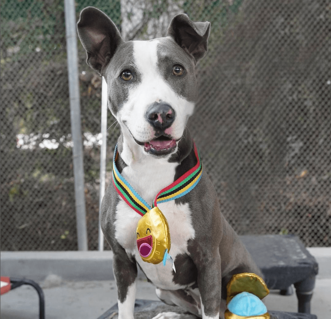 El Edificio Principal está ubicado junto al estacionamiento y brinda servicios a quienes deseen adoptar una mascota o buscar a su mascota perdida.