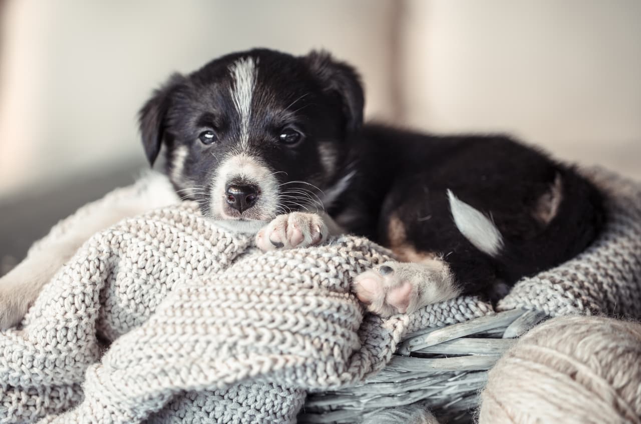 <b>Limite el contacto con mascotas:</b> debe restringir el contacto con animales mientras esté enfermo, tal como lo haría con otras personas. Aunque hasta ahora no hay informes de mascotas afectadas, los CDC recomiendan limitar este contacto hasta que haya más información sobre el coronavirus. 
<a href="https://www.univision.com/noticias/salud/el-devastador-virus-que-mato-a-675-000-personas-en-eeuu-y-dio-valiosas-lecciones-para-combatir-las-pandemias-fotos">Vea aquí al virus que mató a 675,000 personas en EEUU y dio valiosas lecciones para combatir las pandemias </a>
