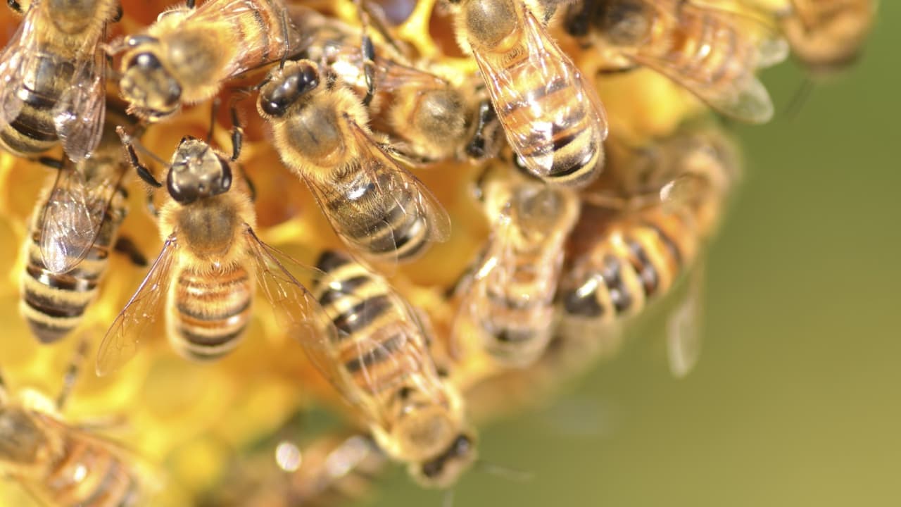 Un enjambre de abejas mató a un jardinero y dejó graves a otros dos hombres en Arizona