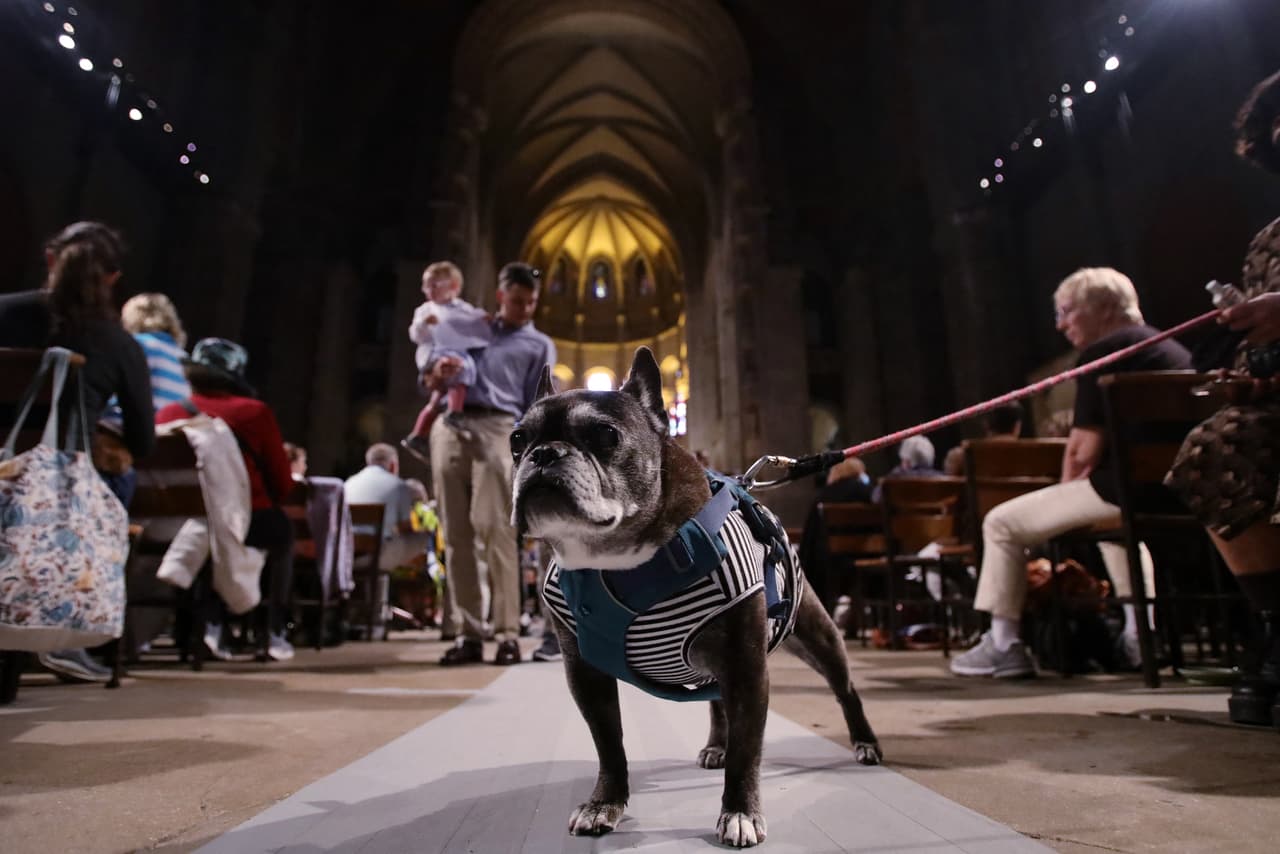 Un perro espera en medio de la catedral para recibir la bendición de San Francisco de Asís, patrono de los animales.