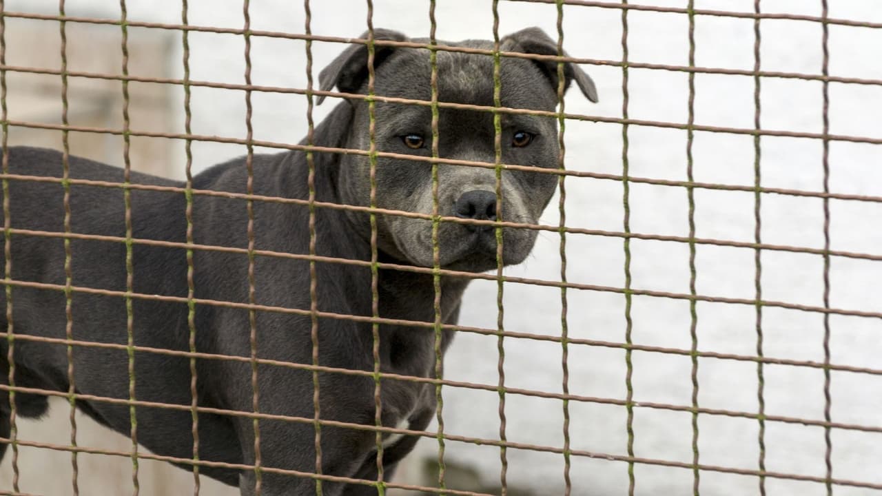  Registra Killeen dos casos de ataques de perros agresivos; una víctima queda en estado grave