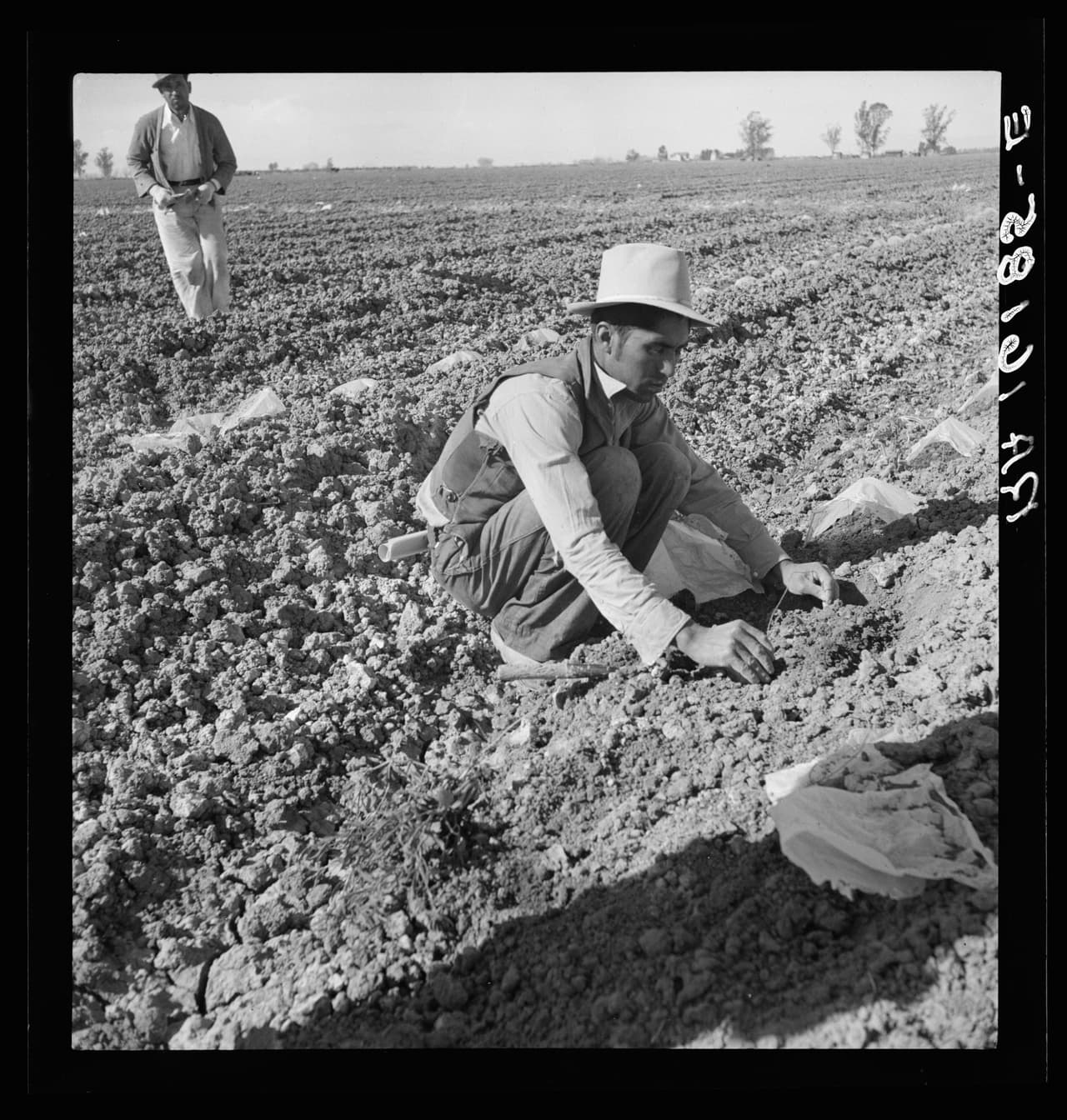 <b>Uno de los grupos mexicanos inmigrantes que trabajan los campos de melones a 30 centavos la hora</b>. Las plantas jóvenes se tapan con papel encerado sobre alambre para protegerlas del frío y acelerar el crecimiento. Valle Imperial, California. Marzo de 1937.
<br>