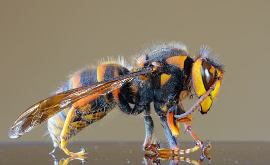 Este es el 'Japanese giant hornet', considerado como uno de los avispones más grandes del mundo.