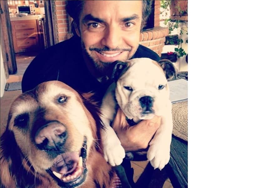 Eugenio Derbez es activista y defensor de los perros, tiene una fiel compañera desde hace varios años, su bulldog' Fiona', a la que Alessandra Rosaldo, esposa del actor define como ‘su gran amor’.