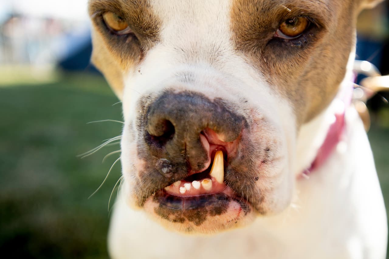 Y aunque el nombre del certamen es "El perro más feo del mundo", para los amantes de los caninos no existen los perros feos. Los dueños de estos ejemplares prefieren decir que sus animalitos no son horribles, sino "complicados a la vista". Tal es el caso de Puka, a quien su dueño prefiere llamar "única".