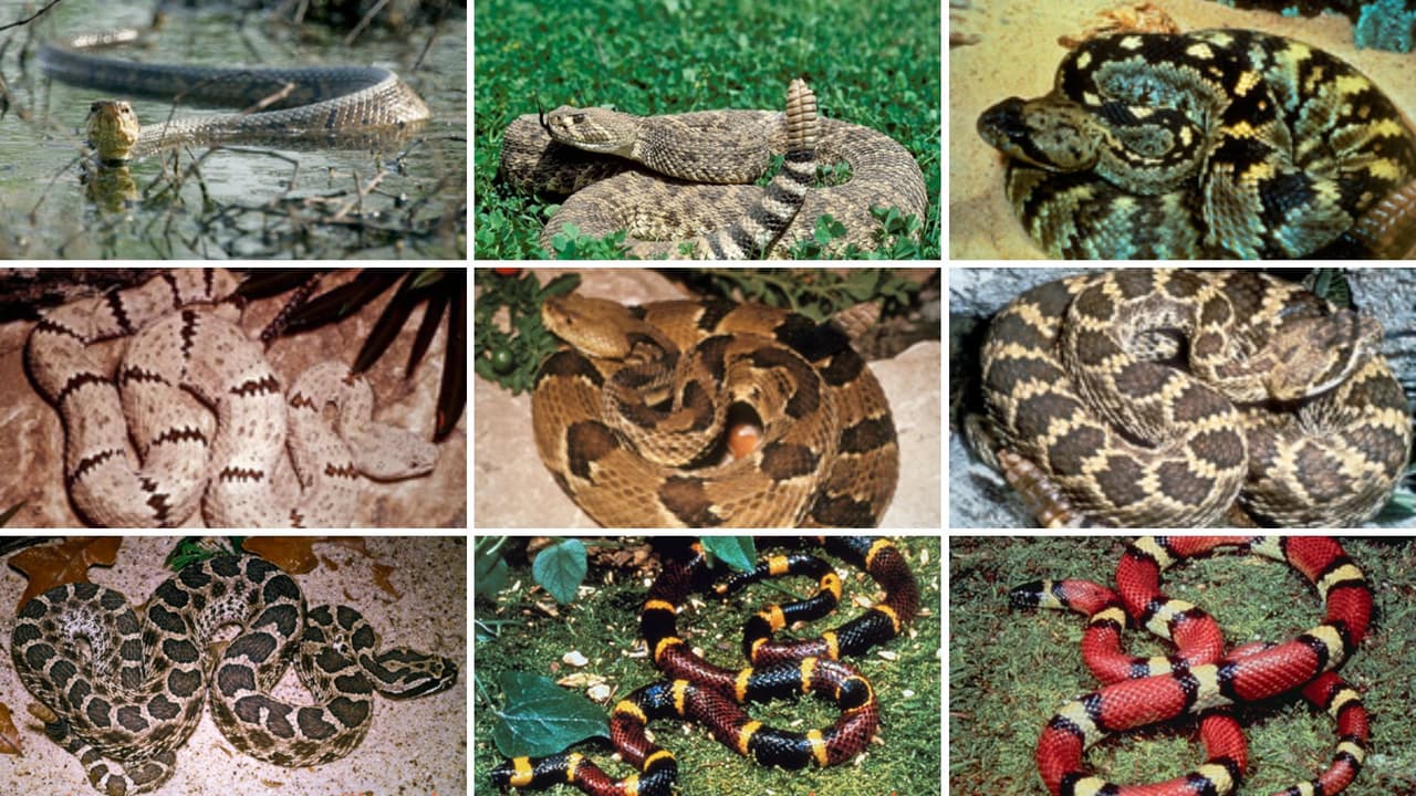 <h3 class="cms-H3-H3">🐍 ¿Qué <a href="https://tpwd.texas.gov/education/hunter-education/online-course/preparation-and-survival/snakes" target="_blank">tipos de serpientes hay en Texas</a>? </h3>
<br>En Texas hay muchas serpientes, pero solo unas pocas son venenosas. Estas son las más comunes: 
<br>
<b>Serpiente de coral: </b>Tiene colores rojo, amarillo y negro. 
<br>👉 Truco para recordarla: 
<i>“Rojo con amarillo, cuidado muchacho. Rojo con negro, amigo sincero”</i>. 
<br>
<b>Cabeza de cobre</b> (Copperhead): Tiene un color marrón claro con manchas más oscuras en forma de reloj de arena. 
<br>
<b>Boca de algodón</b> (Cottonmouth): Es negra y abre la boca mostrando el interior blanco. Suele estar cerca del agua. 
<br>
<b>Serpiente de cascabel:</b> Tiene un sonido como de sonaja al mover la cola y un patrón de diamantes en la espalda. 
<br>También hay serpientes que no son venenosas, como
<b> las culebras verdes o las serpientes ratoneras</b>. Aunque pueden asustar, no hacen daño.