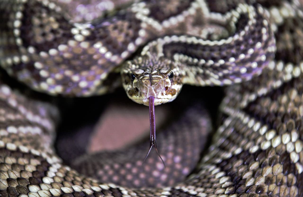 - Sea consciente de lo que le rodea a su mascota: 
<b>mire antes de dar un paso, sentarse o alcanzar algo.</b>