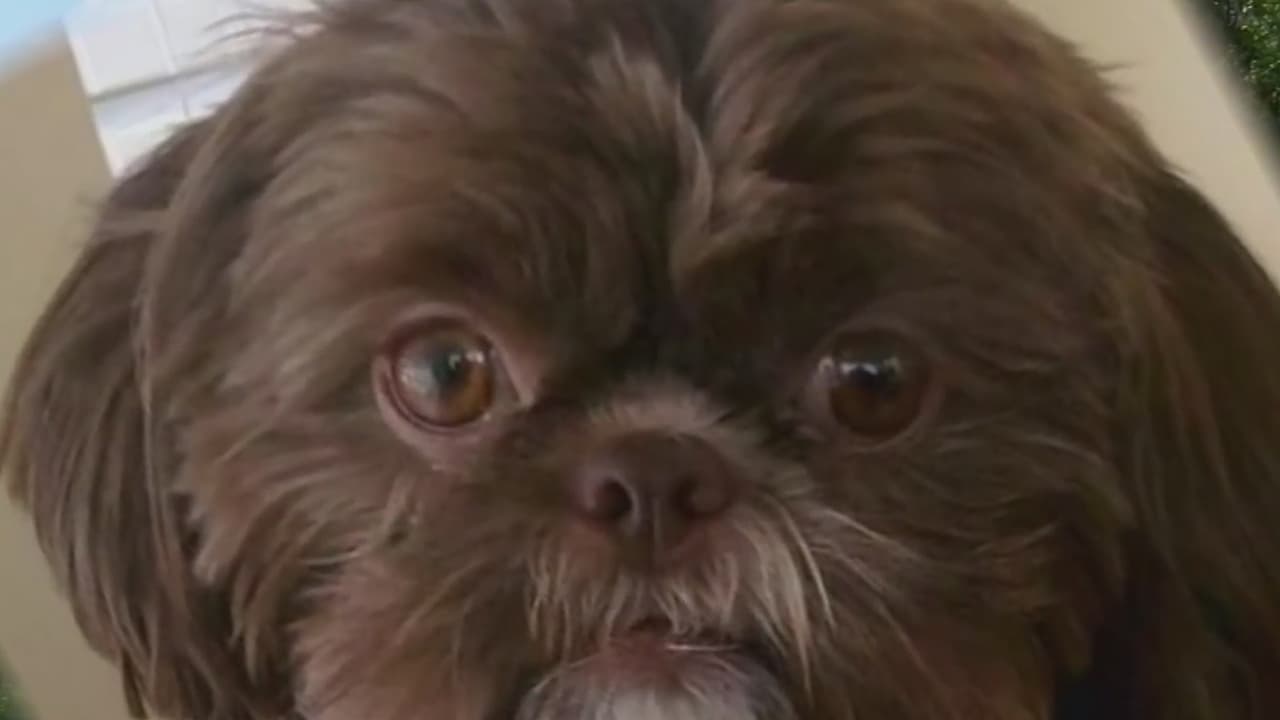Su último deseo era que la enterraran con su perrita y la sacrificaron aunque estaba saludable 