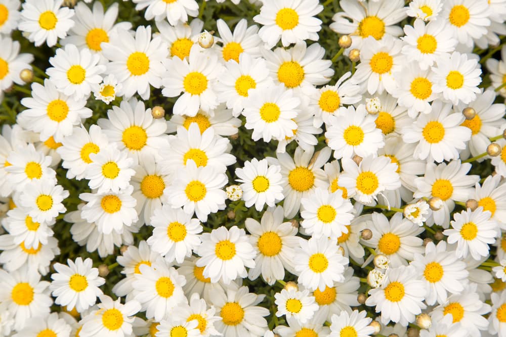 El mundo de la flora también cuenta con amuletos excelentes para traerle buena suerte a un Libra, comenzando con las adorables margaritas.