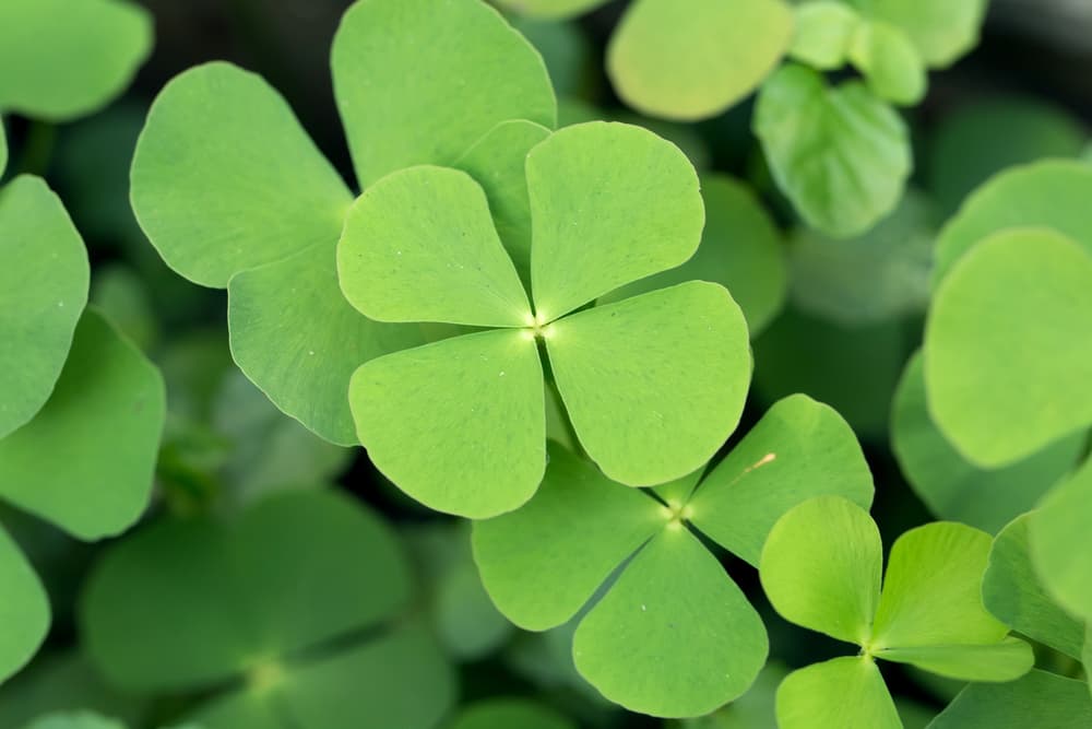 <b>TRÉBOL</b>
<br>Nada puede vencer a este clásico. Por algo es uno de los mitos más difundidos en toda la historia, después del esparcimiento de la creencia irlandesa que un trébol de cuatro hojas es el amuleto perfecto para la buena suerte.
