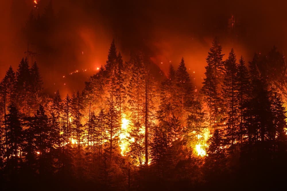 Para 2022 vaticinó una vez más muchos incendios, pues dijo que tanto el fuego como el agua van a azotar la humanidad, y esa es una lamentable constante ya en nuestros tiempos.
