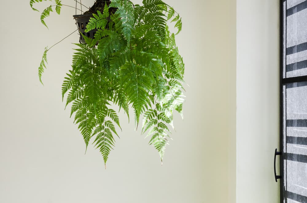 De cualquier manera, el feng shui y otras disciplinar de equilibrio energías, recomiendan que el helecho se coloque en la entrada de tu hogar o en ventanas, para la circulación de buena energía.