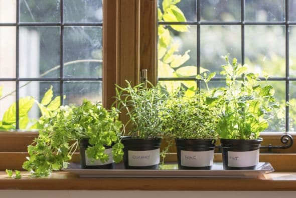 Otras plantas buenas que limpian la contaminación atmosférica y las energías son las azaleas, lirios de la paz, clorofito y hiedras.