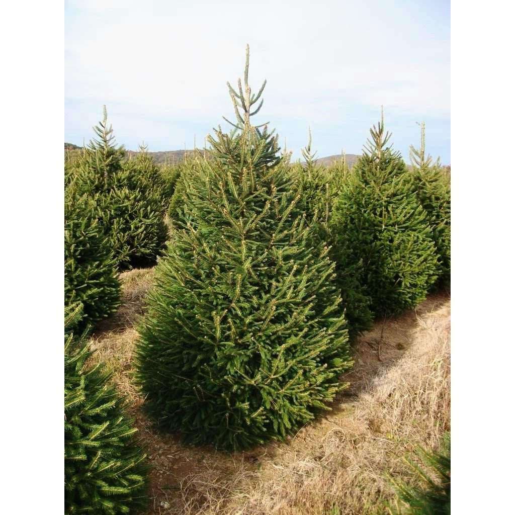 <b>Abeto de Noruega: </b>Originario del gran bosque de coníferas del Báltico del norte de Europa, este árbol tiene un follaje brillante de color verde oscuro con agujas de aproximadamente media pulgada de largo. A menudo se encuentra en una plantación de elegir y cosechar, el rico follaje de este abeto puede exhibir una buena retención de la aguja con el cuidado adecuado. Su valor como árbol ornamental de paisaje también es ampliamente reconocido.