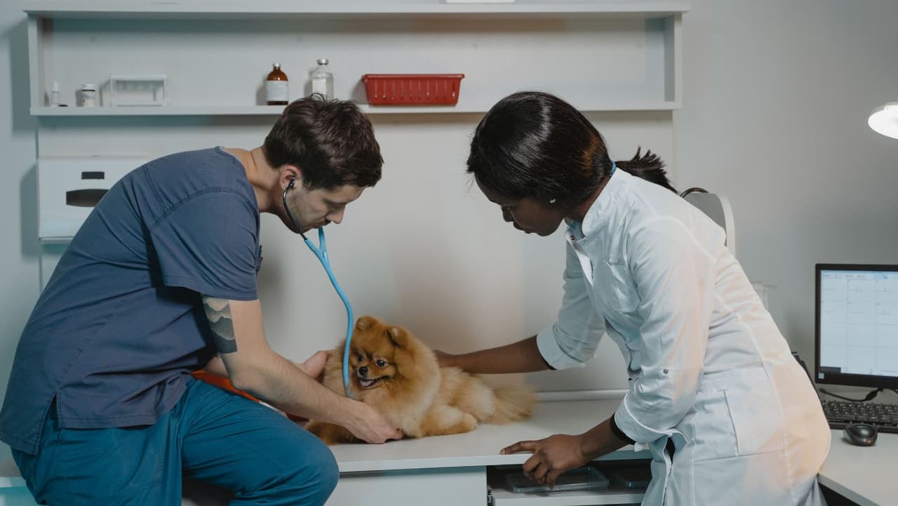 El perro puede requerir medicamento
<b> para tratar una infección respiratoria grav</b>e. La 
<b>influenza canina</b> también puede hacer que su perro sea más susceptible a la 
<b>neumonía bacteriana</b>. Si los síntomas son leves, se recomienda mucho descanso y líquidos.
<br>