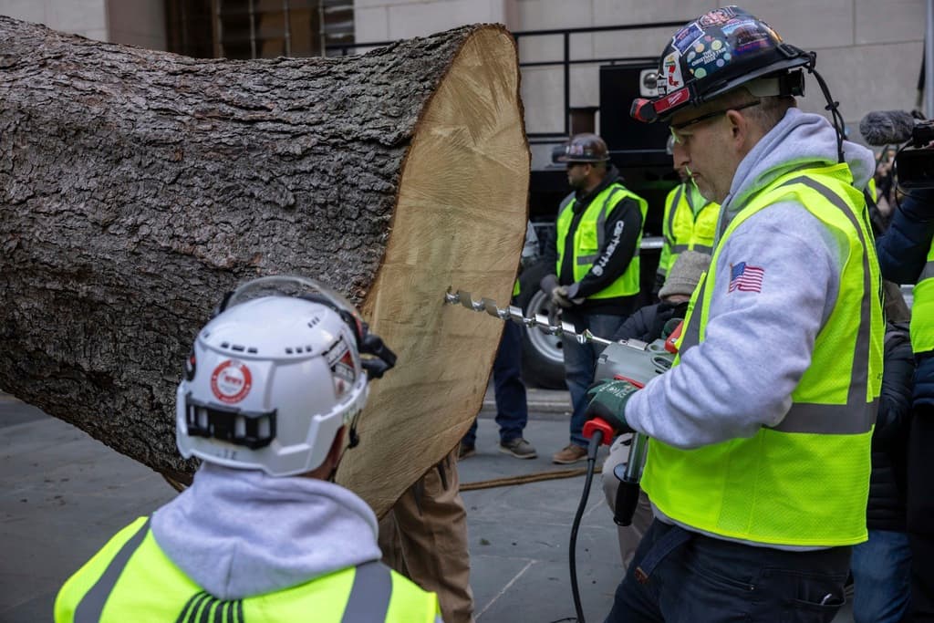 Tres años más tarde, el 'arbolito' de Lesley Albert comienza a trasformarse en el árbol de Navidad del Rockefeller Center, en Nueva York.