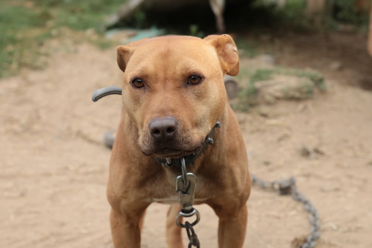 Hay distintas reglas en estas apuestas: los animales deben tener el mismo peso y si un participante decide retirarse de la competencia podría pagar una multa previamente establecida.