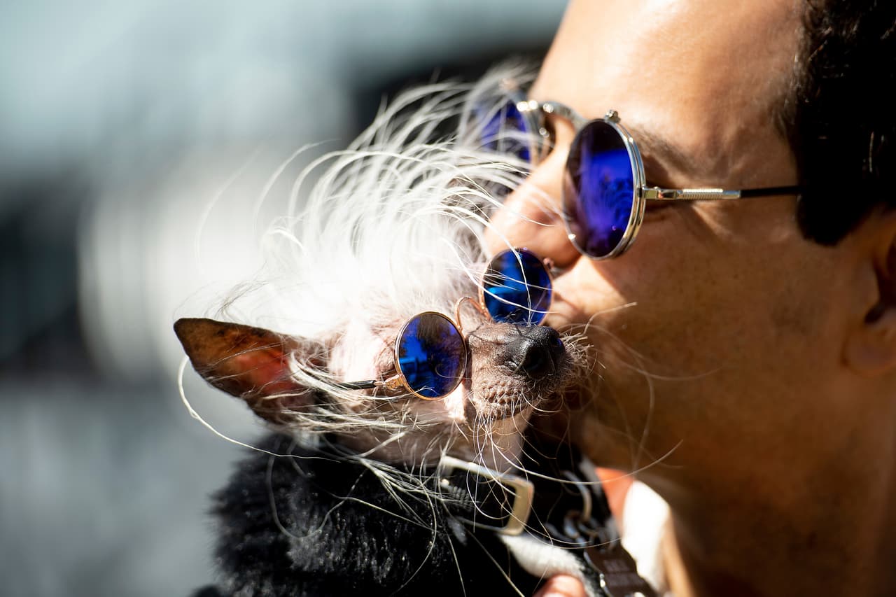 Dicen por ahí que "todo perro se parece a su dueño". Dane Andrew se tomó muy en serio ese dicho y, en caso de que el parecido no fuera tan evidente, decidió usar los mismos lentes de sol que su mascota Rascal. O talvez se los puso para que sus amigos no lo reconocieran... nunca lo sabremos.