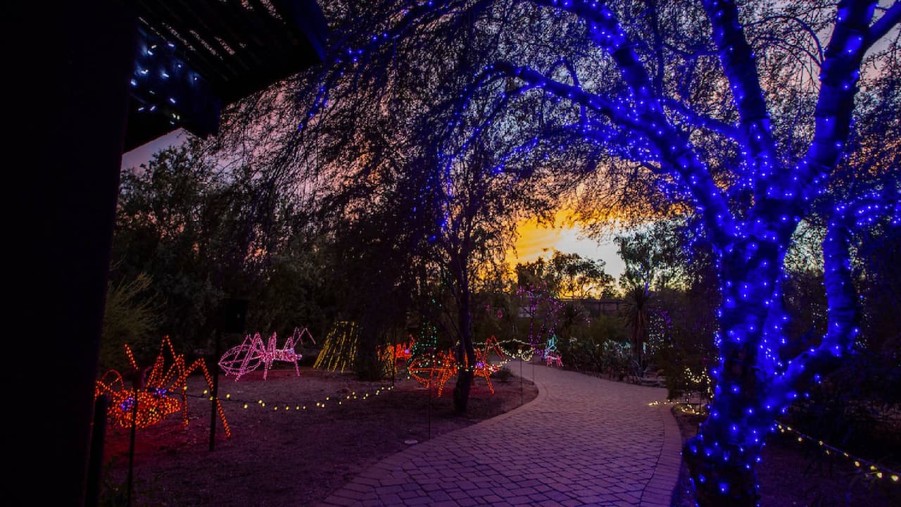 <a href="https://www.univision.com/local/arizona-ktvw/zoolights-el-espectaculo-de-luces-navidenas-en-el-zoologico-de-phoenix-fotos">Zoológico de Phoenix presenta espectáculo de luces navideñas</a>: Nuevamente el zoológico al oeste del valle se llena de hermosas luces para celebrar la época decembrina. El evento está disponible del 24 de noviembre al 15 de enero de 2021.
