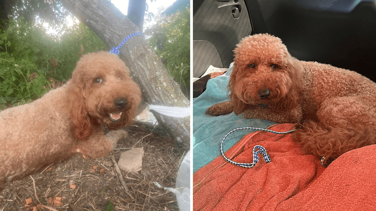 Amputarán pierna a un perrito que abandonaron amarrado: ¿sabías que esto es un delito?