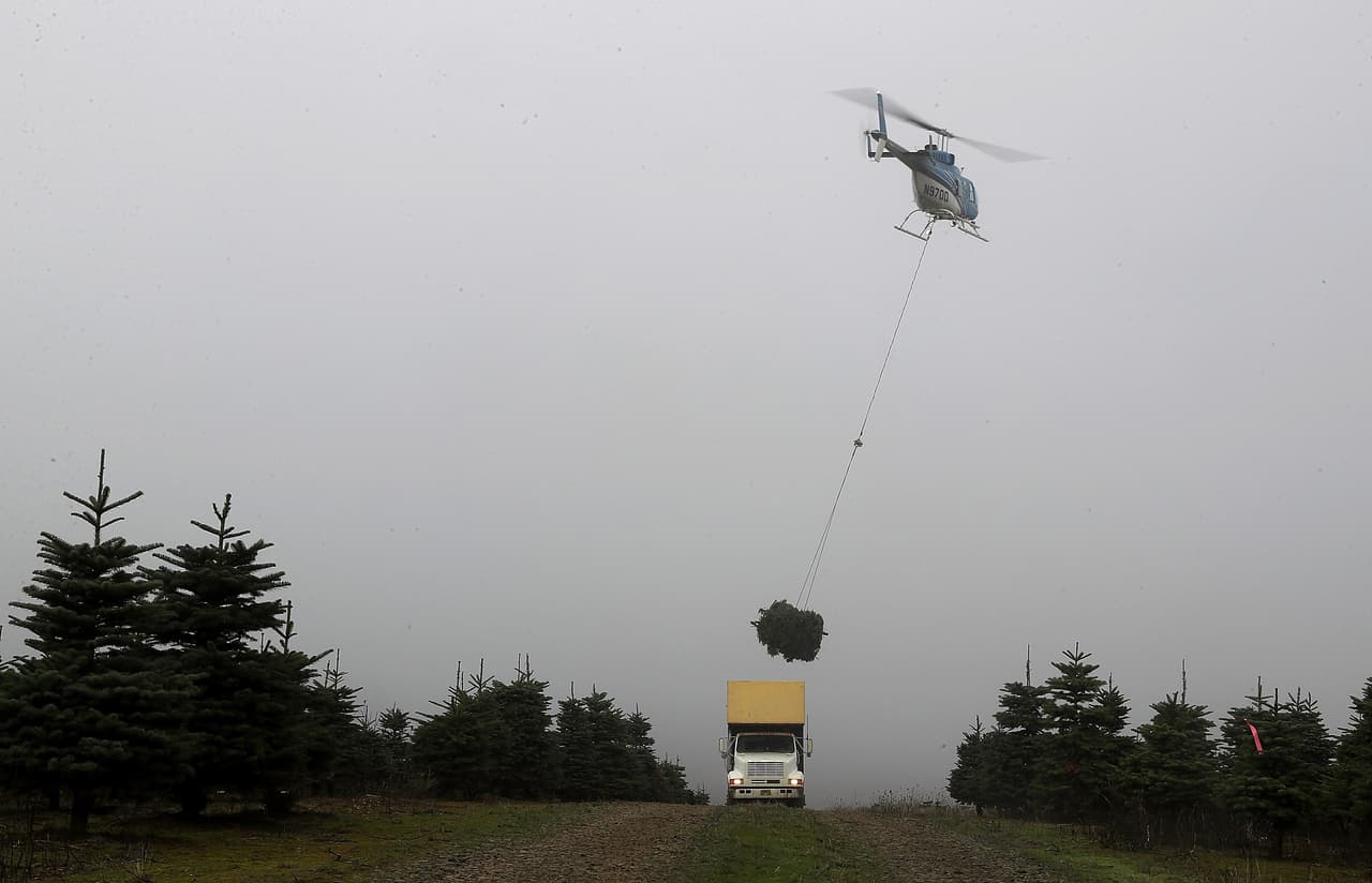 Los árboles son levantados en helicópteros y colocados cuidadosamente en los camiones.