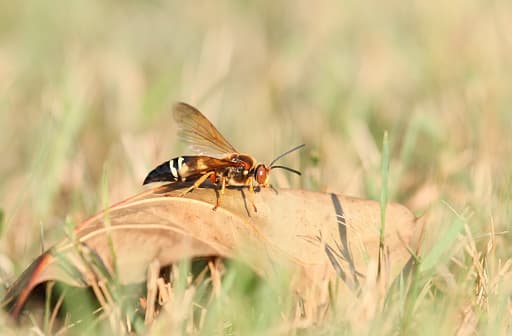 <b>Cicada killers</b> 
<br>Los ‘asesinos de cigarras’ son una de las avispas más grandes de los Estados Unidos, alcanzando un tamaño de aproximadamente 1.5 pulgadas de largo. Se consideran insectos beneficiosos ya que se alimentan de cigarras adultas.
