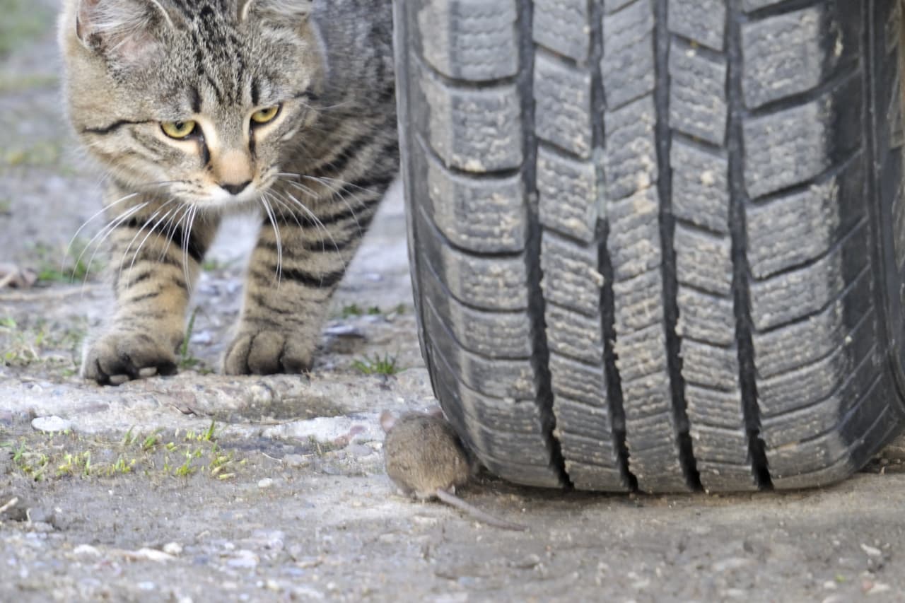 Otra forma fácil de ahuyentarlos es 
<b>tener un gato como mascota.</b>
