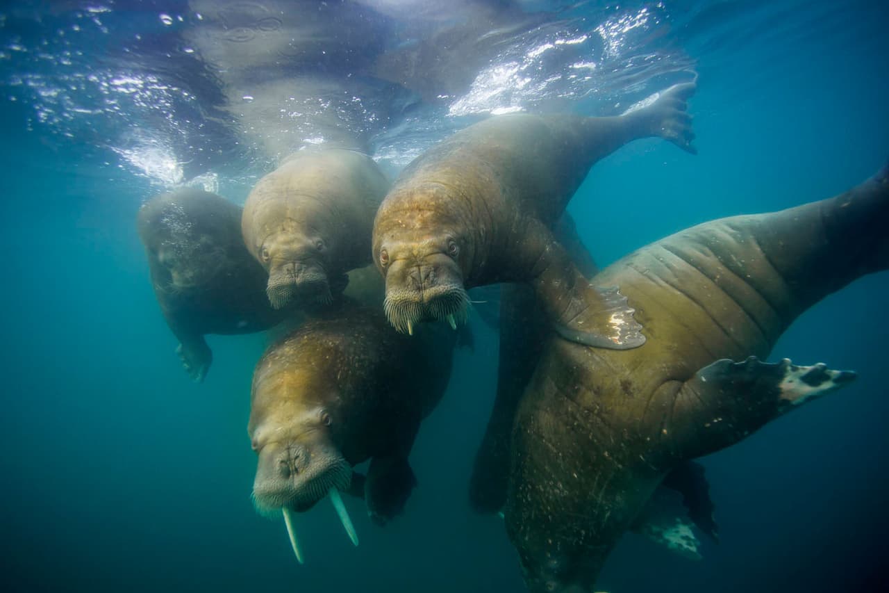 <b>‘Morsas’</b>
<br>
<br>Esta fotografía submarina fue tomada cerca de la isla Hooker, en Rusia.
<br>
<br>Las imágenes forman parte del proyecto gracias a que fueron donadas por sus autores. Las impresiones son vendidas a través de la plataforma de 
<i>Vital Impacts</i> y los fondos recaudados van directamente a organizaciones conservacionistas de base en todo el mundo