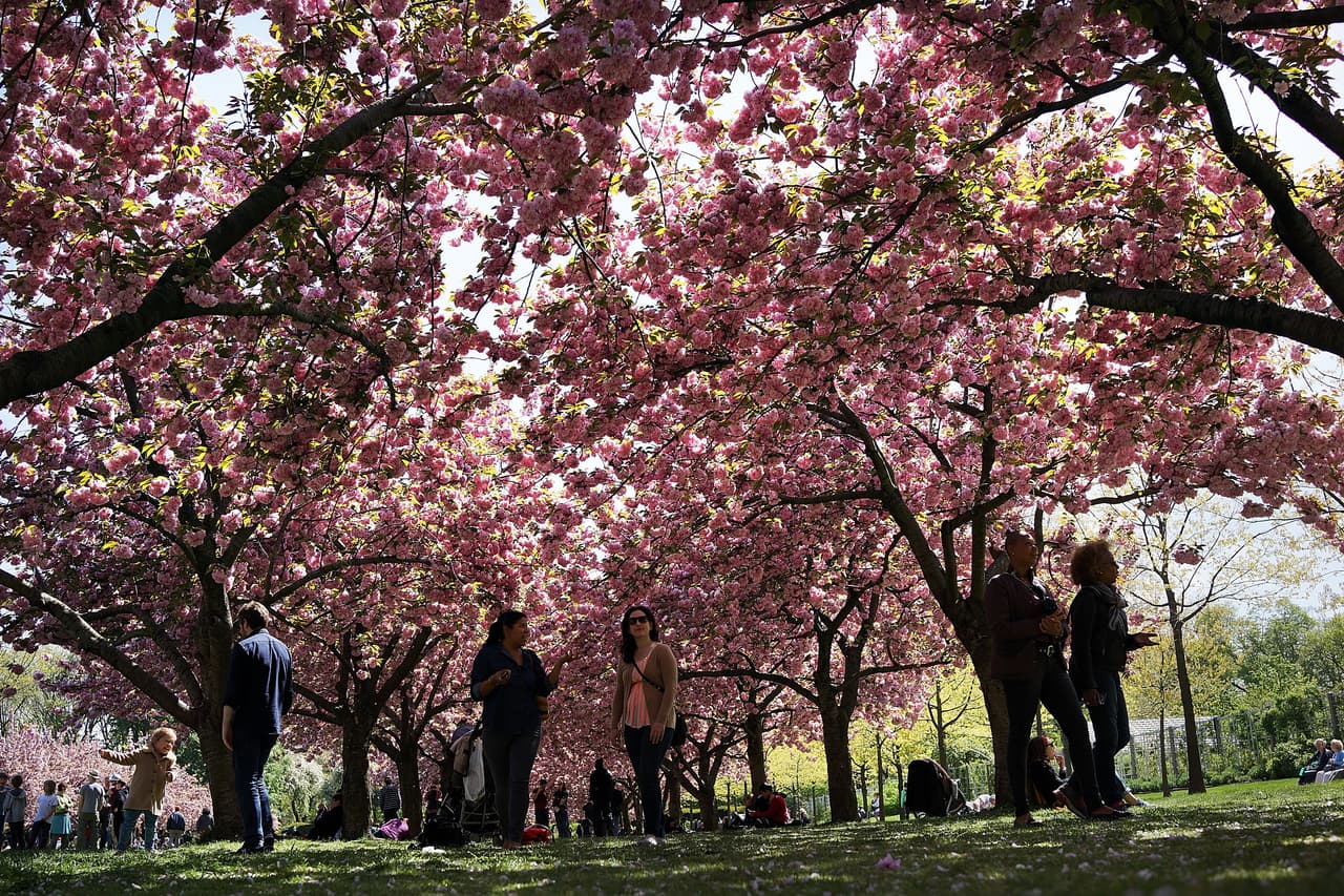 Jardín Botánico de Nueva York
<br>Ubicado en el Bronx en Southern Boulevard, el Jardín Botánico alberga varios eventos diferentes. También cuentan con restaurantes donde puedes hacer reservas para estar entre las hermosas flores. ¿Por qué simplemente comprar un ramo cuando puedes recorrer varias áreas de este espacio con tu mamá?
<br>