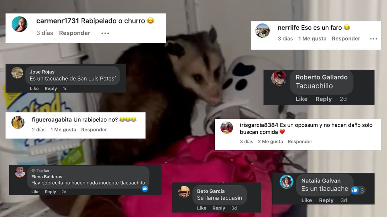 La publicación de ese caso llevó a que muchos de los usuarios de Univision en todo Estados Unidos comentaran los nombres bajo el que conocen a las zarigüeyas en sus países, además de comentar si les daba miedo o no esta especie.