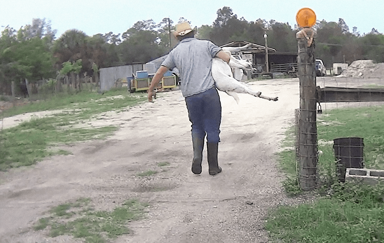 La investigación denunció que los caballos están siendo asesinados y su carne se vende ilegalmente para consumo humano.
<br>