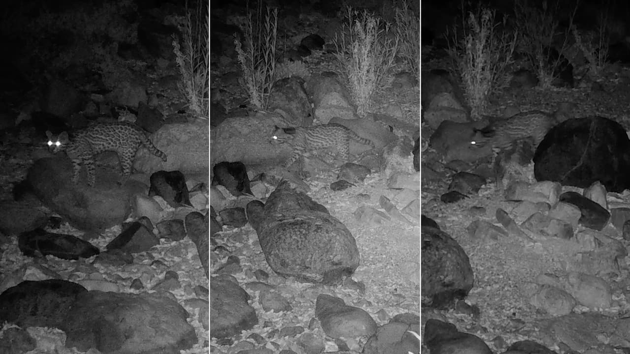 Logran grabar rara especie de felino que no había sido vista en Arizona en 50 años 