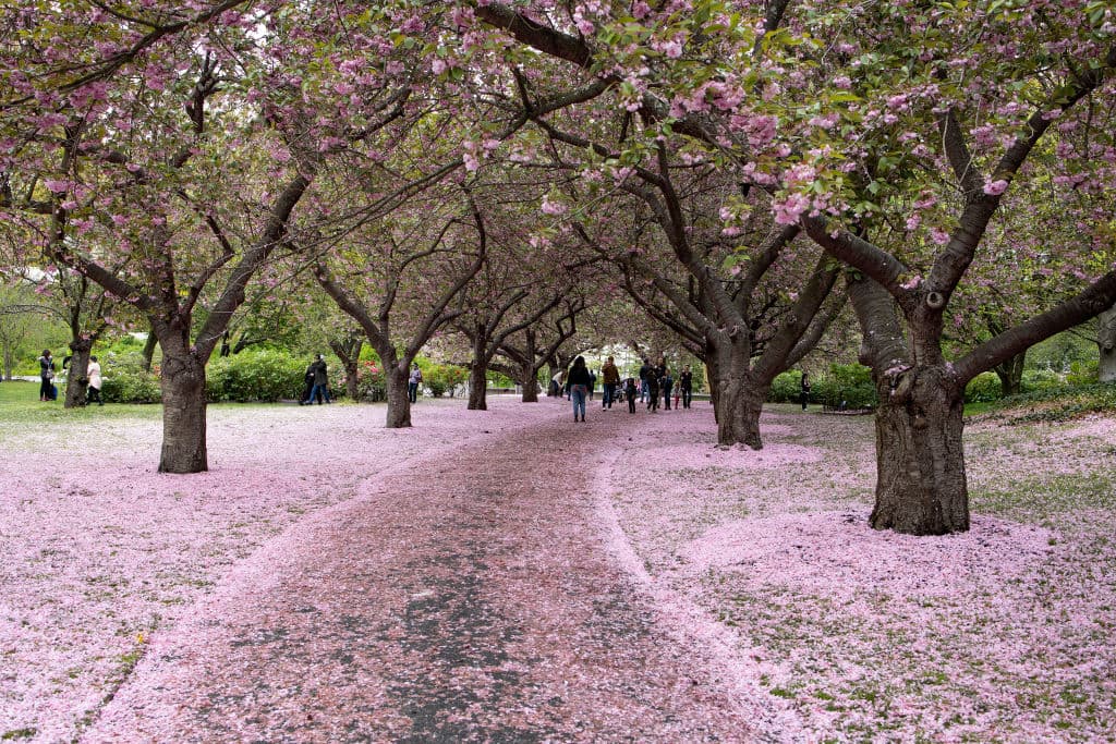 <b>3.- Jardín Botánico de Brooklyn</b>
<br>
<b>Dirección: </b>990 Washington Ave.
<br>Debido a que cuenta con más de 300 de estos árboles, el Jardín botánico de Brooklyn 
<b>es uno de los paseos más concurridos. </b>
<br>