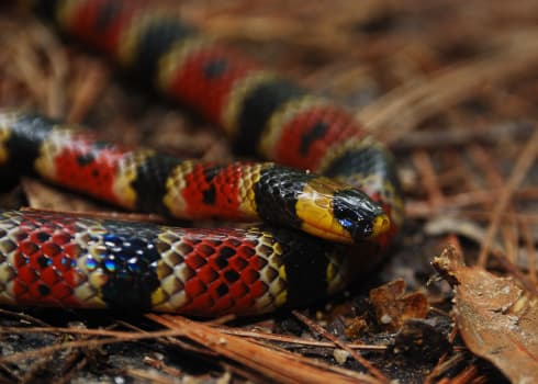 La serpiente de coral tiene, en orden, anillos de colores rojo, amarillo y negro.
