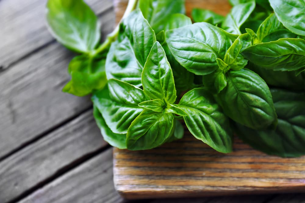 <b>GÉMINIS</b>
<br>Las hojas de albahaca tienen la energía que necesitas para resolver problemas económicos. Guarda en tu bolso o cartera unas cuantas que te ayudarán en tus negocios. Además, si eres nervioso, puedes ponerlas bajo tu almohada y te ayudarán a tranquilizarte.