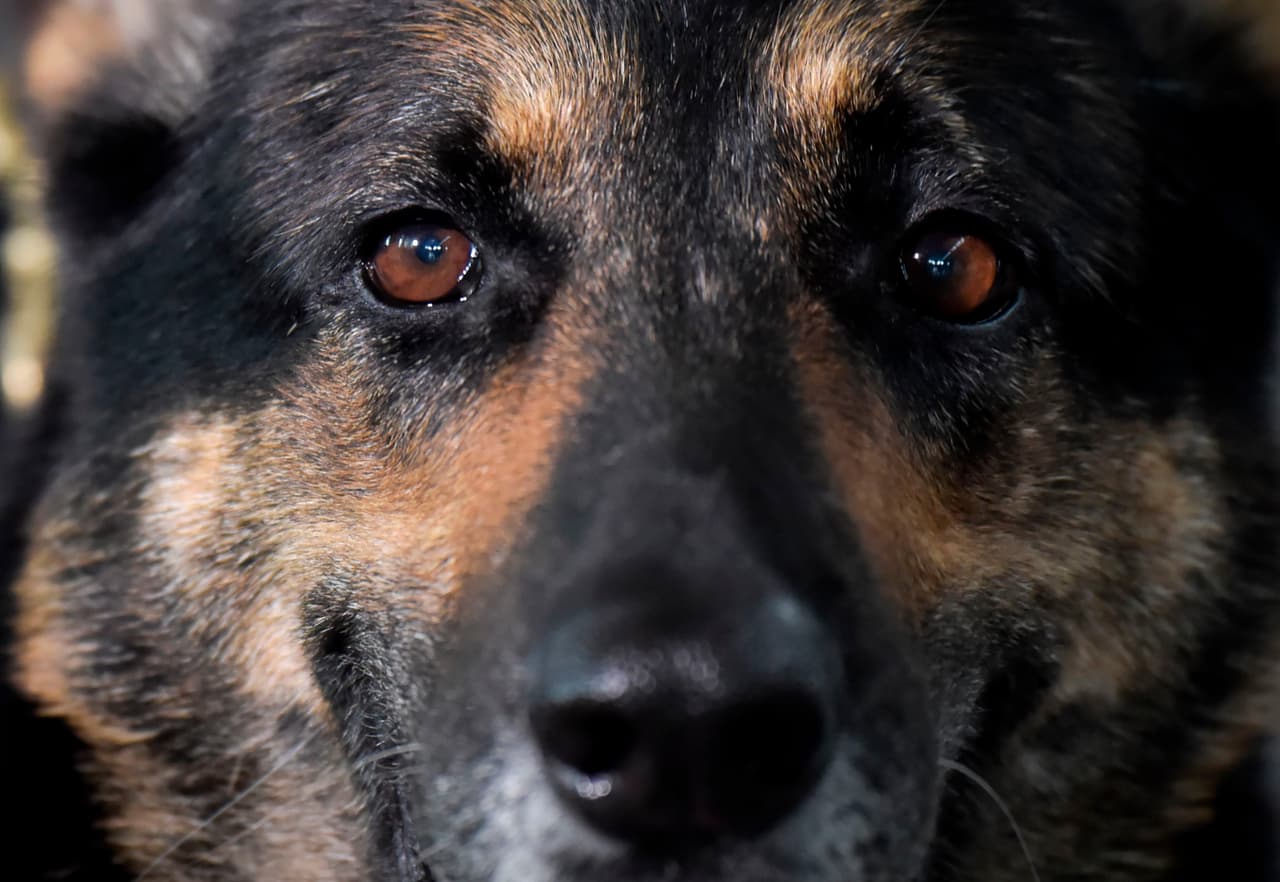 Murió Buddy, el primer perro en contagiarse por coronavirus en Estados Unidos