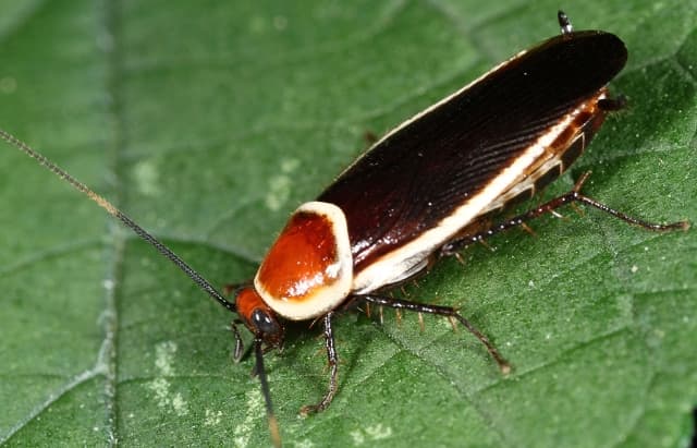 Las cucarachas son los insectos más complicados de eliminar, sobre todo, porque suelen reproducirse rápidamente. Para que te des una idea, una cucaracha puede poner entre 15 y 20 huevecillos ¿entonces te imaginas cuántas podrías tener viviendo en casa?