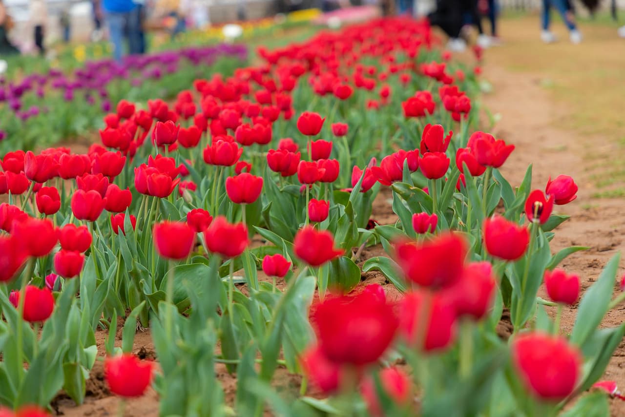 Texas Tulips, ubicado en Pilot Point Texas, ofrece miles de tulipanes que puedes elegir y disfrutar durante estas vacaciones de primavera. Un lugar ideal para toda la familia al que puedes ir por solo $5 y tomarte fotos en los coloridos senderos de tulipanes.
