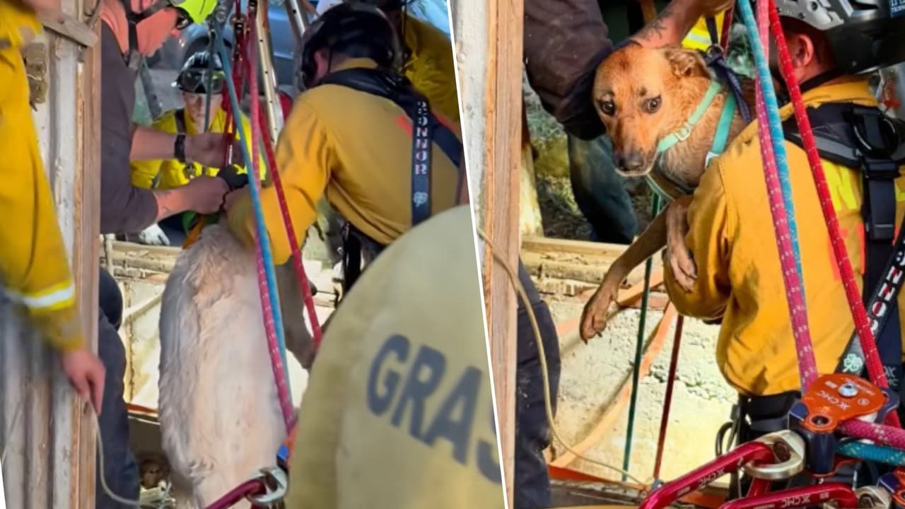 Adolescente entra a un pozo abandonado buscando salvar a sus dos perros y queda atrapado 