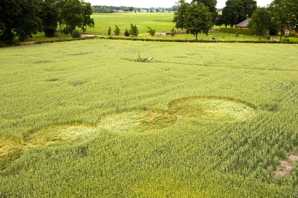 Los agricultores siempre han expresado su preocupación por el daño causado a sus cultivos, pero la respuesta a la aparición de los círculos parece ser más positiva que negativa, ya que propician que lleguen muchos turistas, investigadores de lo paranormal y científicos para ver de qué se tratan y jugar con lo extraño del fenómeno.