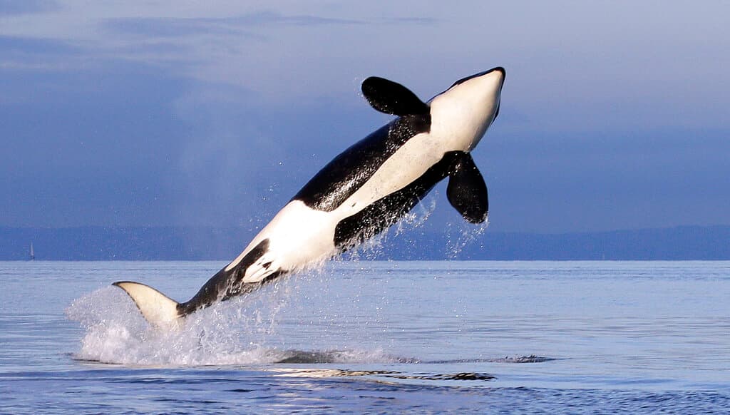 Sigue la inexplicable 'venganza' de las orcas: hunden otro velero turístico y un barco petrolero tiene que rescatar a los náufragos