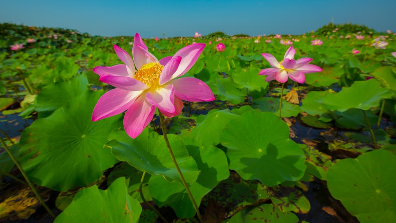 <b>FLOR DE LOTO</b>
<br>Siendo sagrada en Oriente, ayuda a la purificación y a reconectarnos con la espiritualidad. También ayuda a mantener buenas relaciones en general.