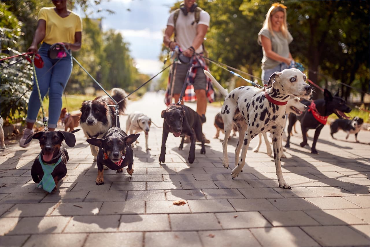 <h2 class="cms-H2-H2">6. Cuidador de animales</h2>
<br>
<br>➡️ 
<b>Expectativa de crecimiento en la demanda:</b> 29.9%
<br>
<br>➡️ 
<b>Salario promedio:</b> $28,000 por año.
<br>
<br>Este es un trabajo que ofrece también horarios flexibles. El primer requisito es, obviamente, un cariño especial por los animales e, idealmente, puedes conseguir certificaciones de organizaciones como la National Association of Professional Pet Sitters o Pet Sitters International, que también ofrecen programas de estudio. Deberás asegurarte que el animal a tu cargo tenga suficiente comida y agua, oportunidades para ejercitarse y se mantenga limpio. 
<br>