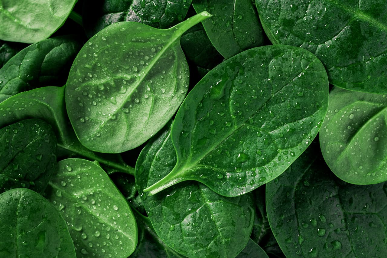 <b>Puesto 2. Espinaca. </b>
<br>
<br>“Los datos federales muestran que la espinaca cultivada de manera convencional tiene más residuos de pesticidas por peso que todos los demás productos analizados”, se lee en el informe de la EWG. Según la organización, tres cuartos de las muestras analizadas 
<a href="https://www.ewg.org/foodnews/spinach.php"><u>están contaminadas con un insecticida neurotóxico que está prohibido en Europa</u></a>.
<br>