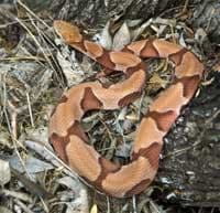 <b>Copperheads</b> 
<br>Las “cabezas de cobre” tienen bandas cruzadas de color castaño o marrón rojizo en un cuerpo de color más claro. 
<br>
<br>Estas serpientes se encuentran en áreas rocosas y tierras bajas boscosas y son raras en áreas secas. En la primavera se pueden encontrar a lo largo de arroyos y ríos, así como en lotes baldíos cubiertos de malezas. 
<br>
<br>Hay tres subespecies de Copperheads en Texas.