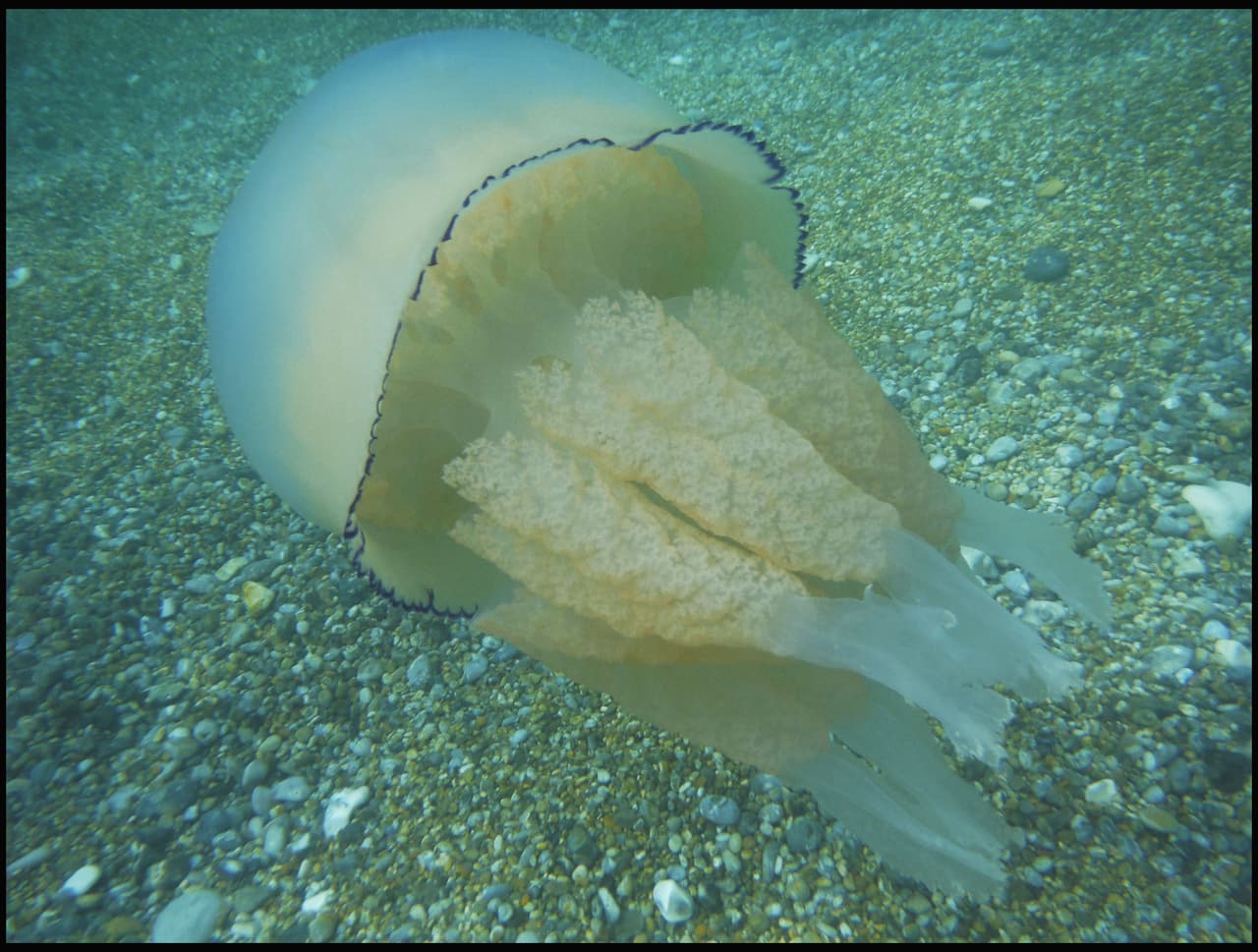 Cuando una persona sufre de una picada de medusa, debe salir inmediatamente del agua y buscar ayuda.
<br>
<br>Se recomienda enjuagar la zona afectada con vinagre porque puede funcionar como un ácido que evita que los aguijones se activen y desprensa el veneno.