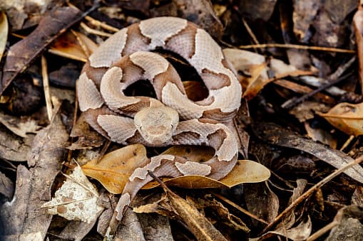 Con el aumento en las temperaturas llega la temporada de serpientes en Pensilvania