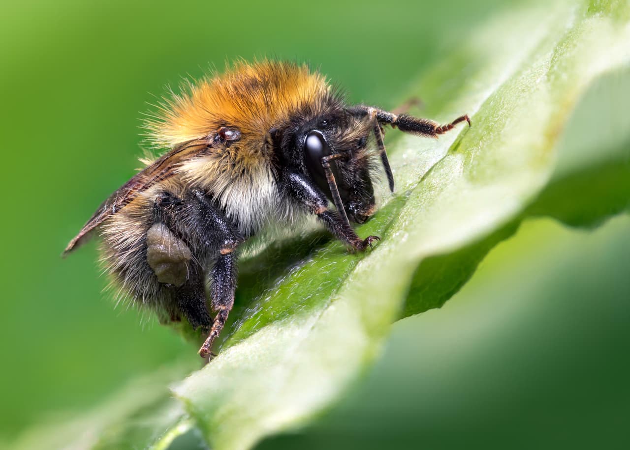<b>‘Abeja cardadora’</b>. La imagen hizo merecer a su autor, de 17 años, el premio de fotógrafo joven de insectos 2020, una categoría especial del concurso. El joven autor fue merecedor de un premio en metálico de más de $1,500. El premio repartió más de $30,000 entre los ganadores.