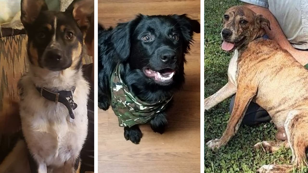 Varios perros y gatos siguen desaparecidos después de que el camión que los transportaba se estrellara el miércoles al oeste de Carolina de Norte.